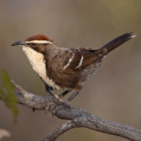 Chestnut-crowned Babbler